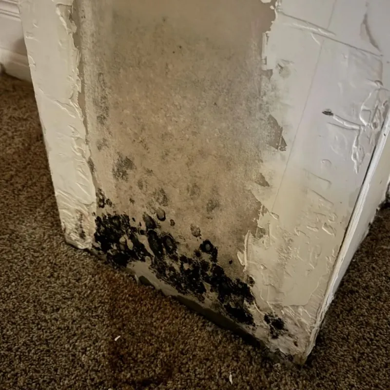 Professional Mold Removal in Cape May Court House, NJ